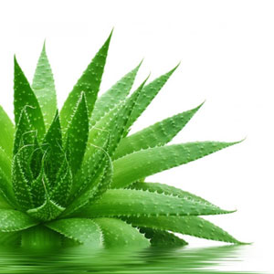 Aloe Vera Uses and Health Benefits Aloe Vera Uses and Health Benefits